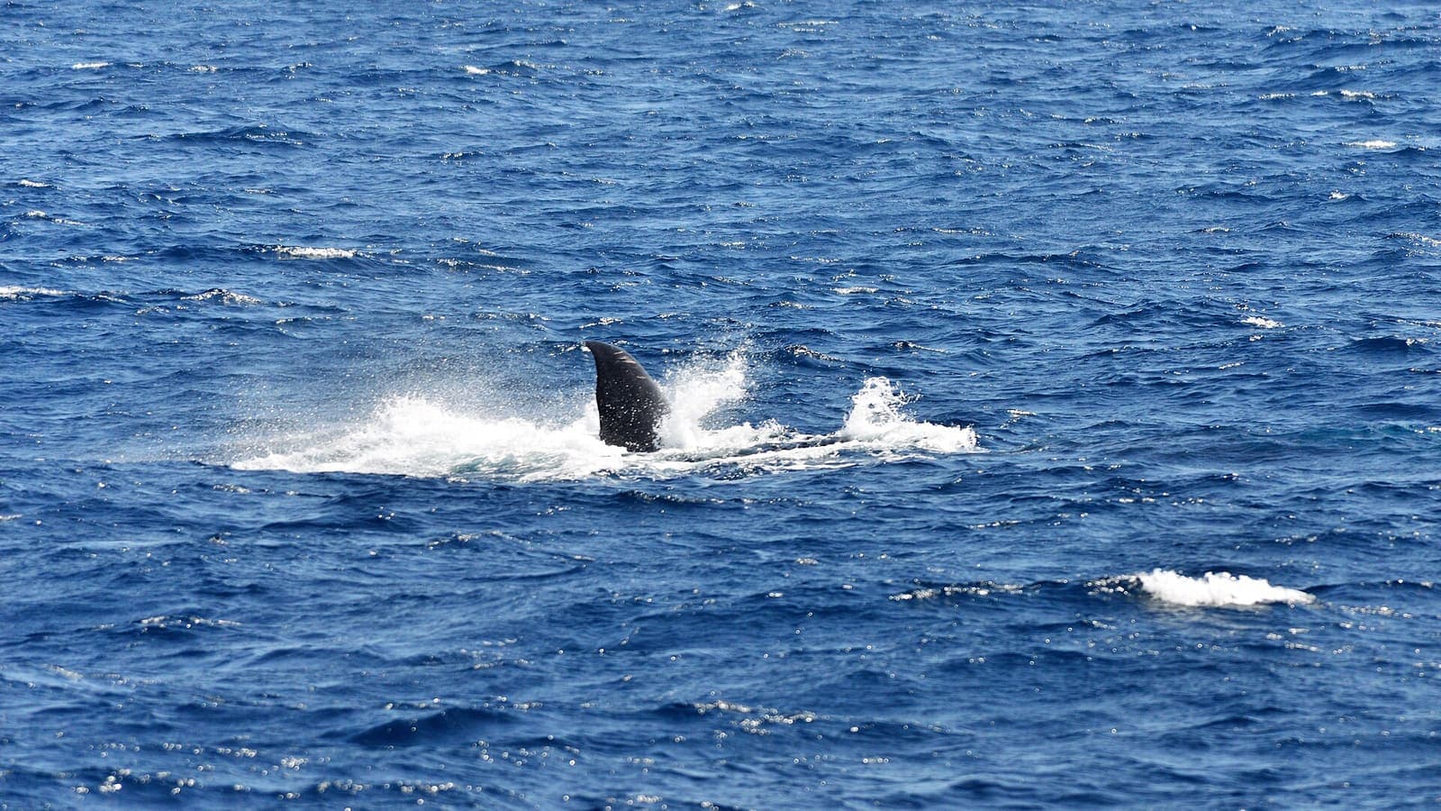 Whale breaching off the coast of Mirissa