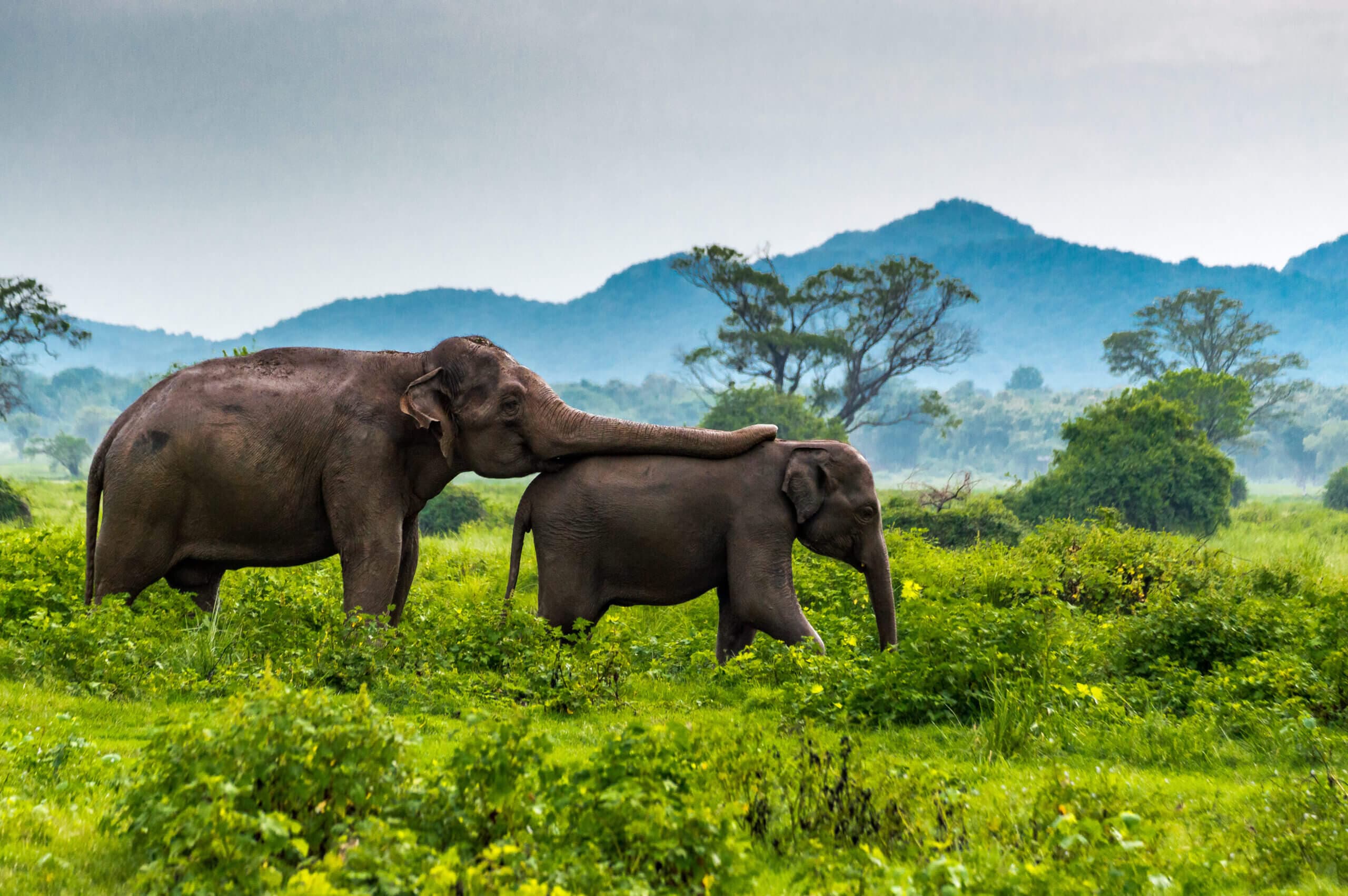 Wildlife & Nature